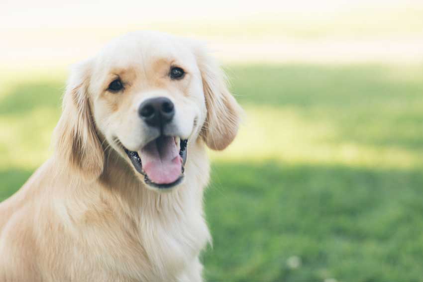 Hundehaftpflichtversicherung